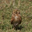 Birds on Aruba 