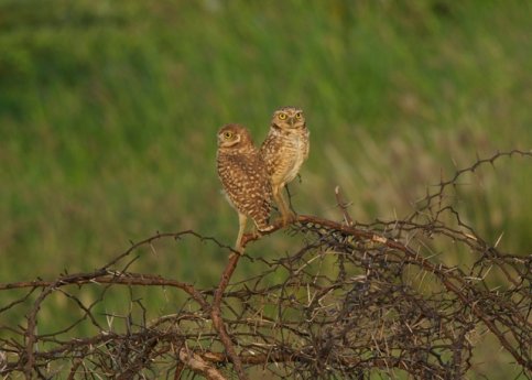 De mooiste vogels van Aruba